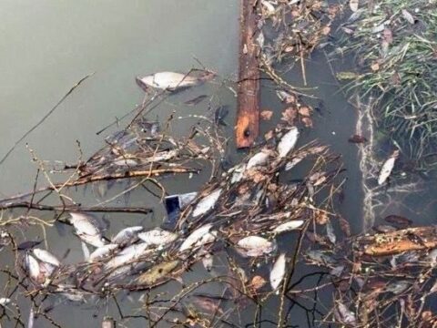 Пруд в Мосрентгене очищен после гибели рыбы Новости Новой Москвы 